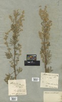Filed as Artemisia macrantha Ledeb. [family COMPOSITAE]