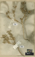 Filed as Asteriscus graveolens (Forssk.) Less. [family COMPOSITAE]