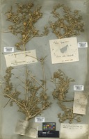 Filed as Asteriscus graveolens (Forssk.) Less. [family COMPOSITAE]