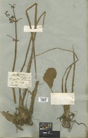 Filed as Limnophyton obtusifolium (L.) Miq. [family ALISMATACEAE]