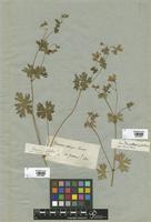 Filed as Geranium collinum Willd. [family GERANIACEAE]