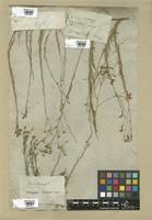 Filed as Linum tenuifolium L. [family LINACEAE]