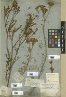 Filed as Ruta montana (L.) L. [family RUTACEAE]