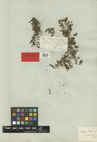 Type of Euphorbia serpens Kunth var. imbricata Boiss. [family EUPHORBIACEAE]