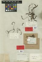 Syntype of Euphorbia thymifolia L. var. suffrutescens Boiss. [family EUPHORBIACEAE]