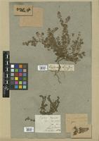 Filed as Euphorbia thymifolia L. [family EUPHORBIACEAE]