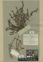 Filed as Euphorbia thymifolia L. [family EUPHORBIACEAE]