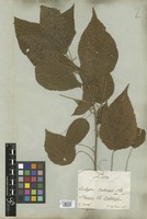 Filed as Acalypha villosa Jacq. var. genuina Müll. Arg. [family EUPHORBIACEAE]