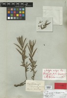 Holotype of Acalypha polymorpha Müll. Arg. var. depauperata Müll. Arg. [family EUPHORBIACEAE]