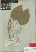Syntype of Acalypha brasiliensis Müll. Arg. var. psilophylla Müll. Arg. [family EUPHORBIACEAE]