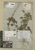 Filed as Acalypha indica L. [family EUPHORBIACEAE]