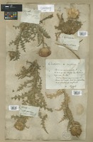 Filed as Carduus nigrescens Vill. [family ASTERACEAE]