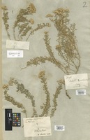 Filed as Achillea santolina L. [family COMPOSITAE]