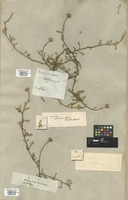 Filed as Anacyclus valentinus L. [family COMPOSITAE]