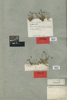 Syntype of Bellis annua L. var. minuta DC. [family COMPOSITAE]