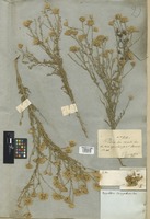 Filed as Pegolettia senegalensis Cass. [family COMPOSITAE]