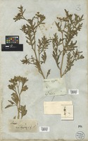 Filed as Senecio arabicus L. [family COMPOSITAE]
