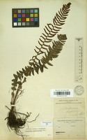Filed as Blechnum australe L. [family BLECHNACEAE]