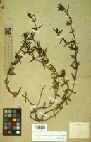 Filed as Unk.rubiaceae [family RUBIACEAE]