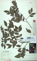 Isotype of Haplocoelum intermedium Hauman [family SAPINDACEAE]