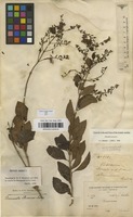 Filed as Duranta erecta L. [family VERBENACEAE]