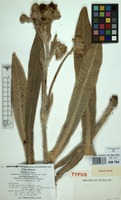 Isotype of Espeletia schultzii Wedd. [family COMPOSITAE]