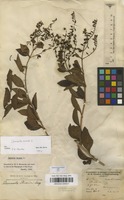 Filed as Duranta erecta L. [family VERBENACEAE]