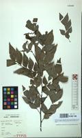 Isotype of Haplocoelum intermedium Hauman [family SAPINDACEAE]