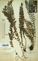 Filed as Blechnum australe L. [family BLECHNACEAE]