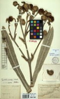 Isotype of Espeletia schultzii Wedd. [family COMPOSITAE]