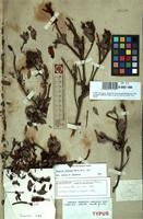 Isolectotype of Bejaria myrtifolia Herincq [family ERICACEAE]