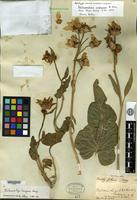 Holotype of Balsamorhiza careyana A. Gray [family ASTERACEAE]