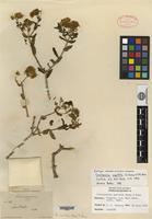 Isotype of Coulterella capitata Vasey & Rose [family ASTERACEAE]