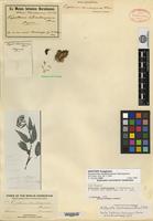 Type of Eupatorium chimborazense Hieron. [family ASTERACEAE]