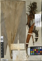 Isotype of Thrinax compacta Grisebach & H. Wendland [family ARECACEAE]