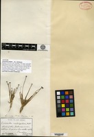 Syntype of Eriocaulon parkeri B. L. Robinson [family ERIOCAULACEAE]
