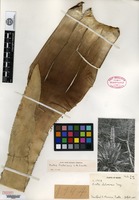 Type of Portea fosteriana L. B. Smith [family BROMELIACEAE]