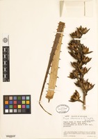 Isotype of Puya obconica L. B. Smith [family BROMELIACEAE]