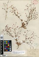 Isotype of Eriogonum angulosum Bentham var. victorense M. E. Jones [family POLYGONACEAE]