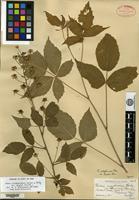 Syntype of Rubus nigrobaccus L. H. Bailey var. gravesii Fernald [family ROSACEAE]