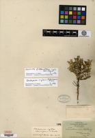 Holotype of Alternanthera rigida B. L. Robinson & Greenman [family AMARANTHACEAE]