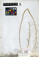 Type? of Acnida floridana S. Watson [family AMARANTHACEAE]