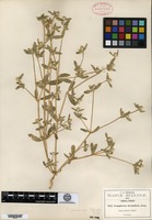 Isotype of Gomphrena parviceps Standley [family AMARANTHACEAE]