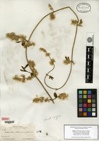 Isotype of Hebanthe palmeri S. Watson [family AMARANTHACEAE]