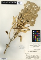 Type of Iresine weberbaueri Suessenguth [family AMARANTHACEAE]
