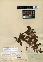 Holotype of Telanthera rugulosa B. L. Robinson [family AMARANTHACEAE]