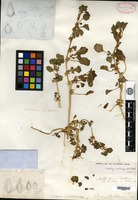 Isotype of Obione suckleyana Torrey [family CHENOPODIACEAE]