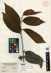 Isotype of Guatteria occidentalis R. E. Fries [family ANNONACEAE]