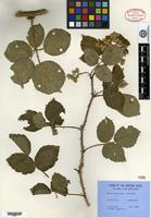 Type of Rubus tresidderi Rilstone [family ROSACEAE]