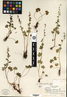 Type of Saxifraga cernua Linnaeus var. latibracteata Fernald & Weatherby [family SAXIFRAGACEAE]